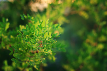 Green branch of acacia