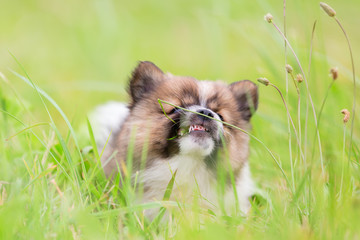 Elo puppy chews at grass