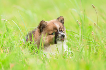 Elo puppy chews at grass