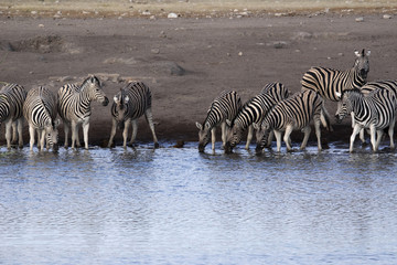 Obraz na płótnie Canvas Damara zebra herd, Equus burchelli antiquorum, standing by waterhole, Etosha National Park, Namibia