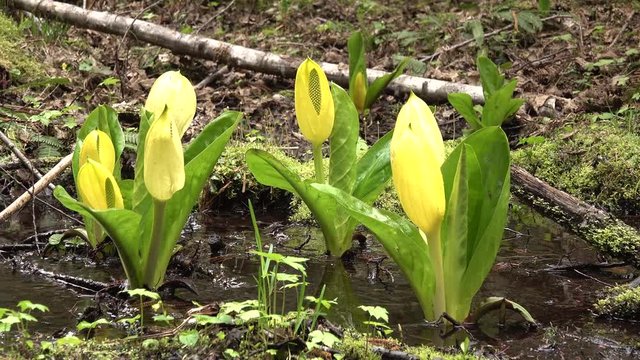 Western Skunk Cabbage (Lysichiton americanus) in a red alder grove, Olympic National Park, Washington, USA