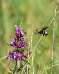 Bumble bee coming in for a landing!