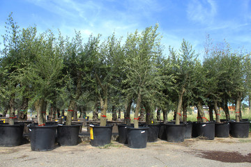 nombreux oliviers en pot en vente dans une jardinerie