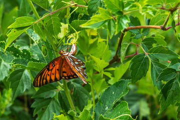 A Gulf Fritillary Butterfly hanging on!