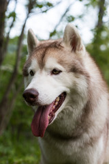 Close-up profile portrait of dog breed siberian husky with tonque hanging out in the forest
