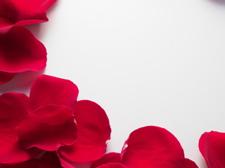 red rose petals