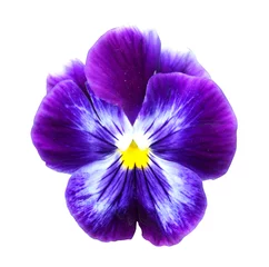 Photo sur Plexiglas Pansies Pansy flower isolated on a white background without a shadow. Purple with yellow. Close up. Macro. (Vola trcolor).