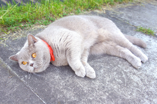 Cat in a red protective collar against fleas. British Shorthair cat lying in the yard. 