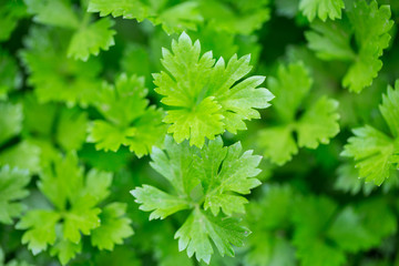 Fototapeta na wymiar Celery leaves close-up