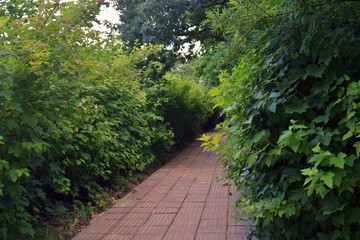 Green plants in a summer garden. Russian nature. Color photo taken at Moscow city public park.