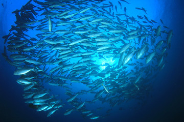 Fish school underwater. Bigeye Trevally (Jacks) . Tuna fish in ocean   