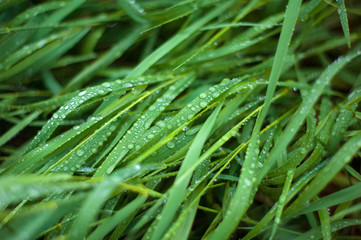 Fresh green grass with dew drops close up. Water driops on the fresh grass after rain. Light morning dew on the green grass.