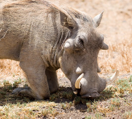 Obraz premium Warzenschwein 