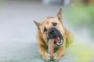 Close up of Thai dog's biting a red brick for playing.