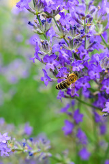 Lavendel mit Biene