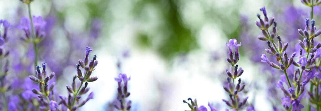 Fototapeta Lavendel - Panorama