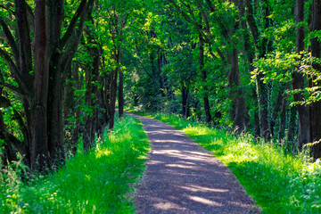 Walkway Lane Path With Green Trees in Forest. Beautiful Alley, road In Park. Way Through Summer Forest
