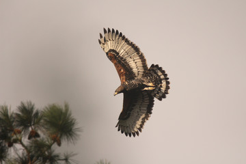 African Crowned Eagle flying over the tree tops