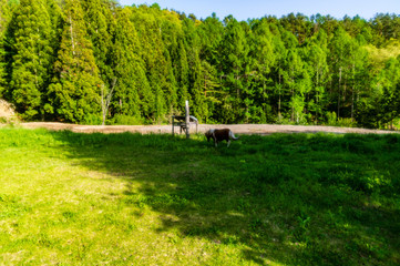 高原の小さなポニー