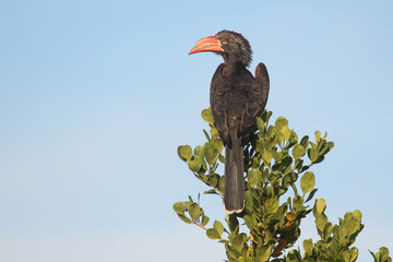Crowned Hornbill sitting in a tree