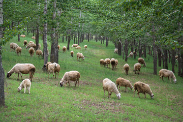 Obraz premium sheep eating in spring