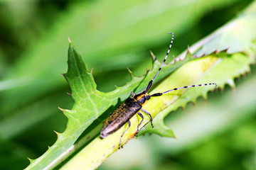 Beetle Longhorn beetle.