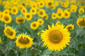 Naklejka premium Sunflower field