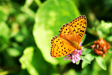 Fritillary orange forest with spread wings.