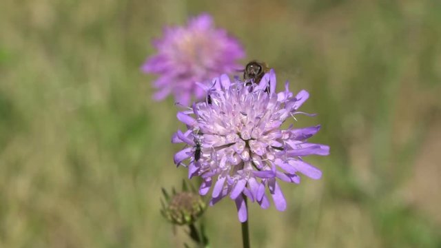 Bee Flying From Flower To Flower slow motion HD