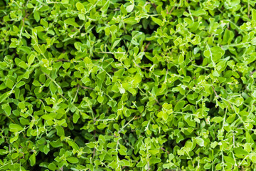 Obraz premium green nature plant leaf background