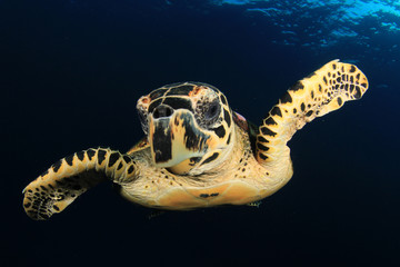 Obraz premium Hawksbill Turtle 