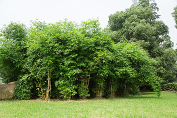 Green bamboo forest