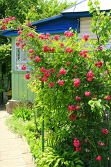 Obraz premium Delicate flowers of weaving rose bloom in garden near house