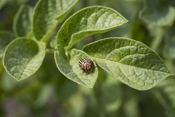 The Colorado Potato Beetle destroying the potato leaves on the field is removed by close-up.