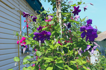 Beautiful flowers of clematis blossom near house