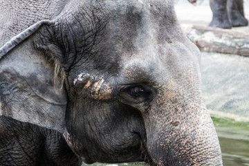 Fototapeta premium Close up on elephant