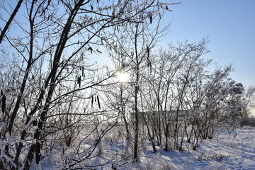 Fototapeta na wymiar sunny day in the winter forest