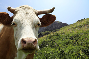 Kuh auf der Weide, Nahaufnahme