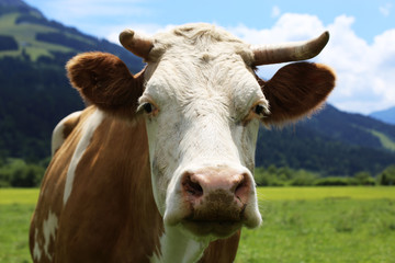 Fototapeta na wymiar Kuh auf der Weide, Nahaufnahme
