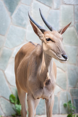 Naklejka na ściany i meble Antelope Portrait close-up