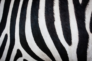 Fototapeta na wymiar Zebra background
