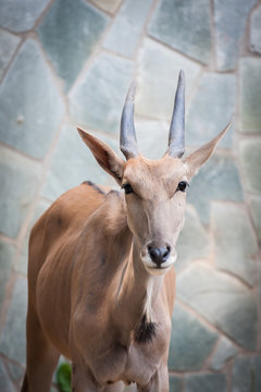 Antelope Portrait close-up