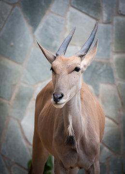 Antelope Portrait close-up