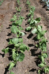 Col de Asa de Cantaro