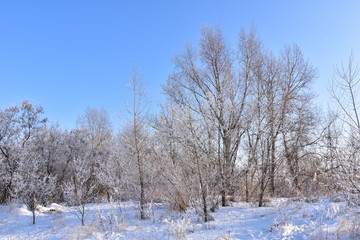 sunny day in the winter forest