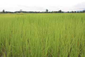 Obraz na płótnie Canvas organic rice farm,green meadow