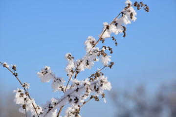 sunny day in the winter forest