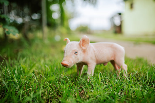 Cute piglet on the green grass. Close-up.
