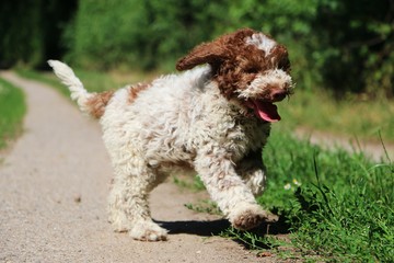 small beautiful italian waterdog puppy is running in the garden