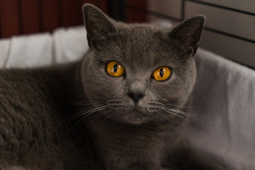 British Shorthair cat in a bench looking at the camera